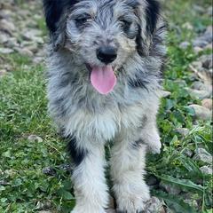 "Topaz (Monica from the Yellowstone litter)" Bordoodle Puppies from Brisby Bordoodles
