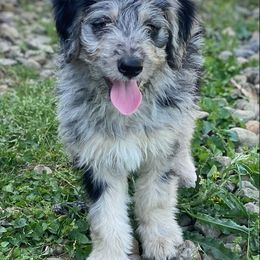 "Topaz (Monica from the Yellowstone litter)" Bordoodle Puppies from Brisby Bordoodles