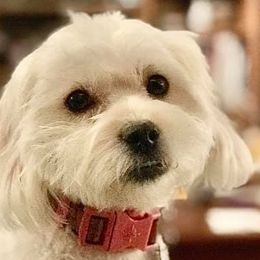 Shihpoos from ShihPoos de Lux