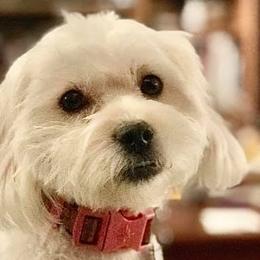 Shihpoos from ShihPoos de Lux