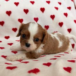 Penny Lane - Blenheim female Cavalier King Charles Spaniel puppy in Rockville, Maryland from Skais the Limit