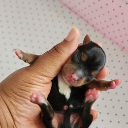 Girl 2 - Black and tan female Yorkshire Terrier puppy in Newport News, Virginia from Ty-Shea Designs Yorkies and More LLC