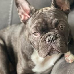 French Bulldogs from La Griffe Frenchies, LLC