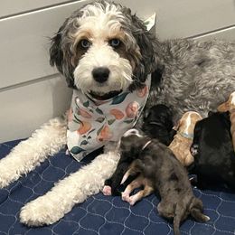 Bernedoodles from Peach & Pawmetto Doodles