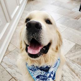 Kingsley - Golden Retriever