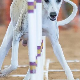 Whippets from Kathryn Clark's Whippets