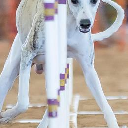 Whippets from Kathryn Clark's Whippets