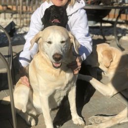 Labrador Retriever All Grown Up from Mama’s Labs