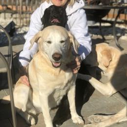 Labrador Retriever All Grown Up from Mama’s Labs