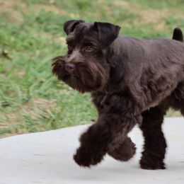 Australian Shepherds from WFF Aussies