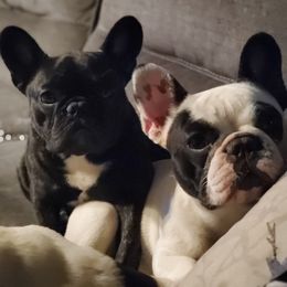 French Bulldog Puppies from BigStar French Bulldogs
