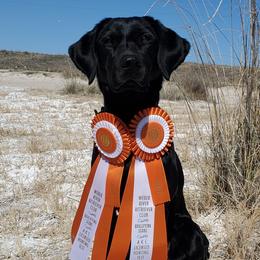 Labrador Retrievers from Boulder Flat British Labradors