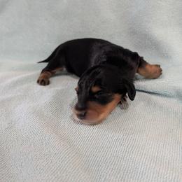 Boy 1 - Black and tan male Dachshund puppy in Andrews, Texas from For His Kingdom Kennels