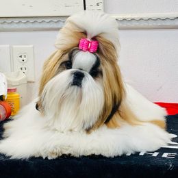 Diamond - Shih Tzu