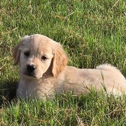 June - Light golden female Golden Retriever puppy in Sommerville, Texas from Artisan Retrievers