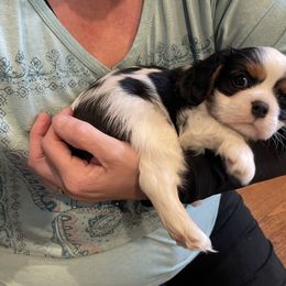 Cavalier King Charles Spaniel puppies from Meant To Be Cavalier King Charles Spaniels
