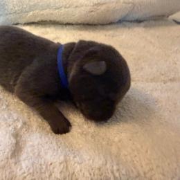 Blue - Charcoal male Dilute Retriever puppy in Marion, Illinois from Summer Lovin’ Labradors of Southern Illinois
