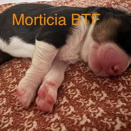 Morticia - Black tri-color female Australian Shepherd puppy in Wrightstown, New Jersey from Hartzland Farm Australian Shepherds