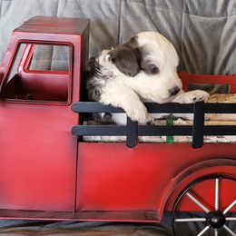 Blue Collar - Blue merle male Bernedoodle puppy in Wallace, Michigan from Daisy's Doodles