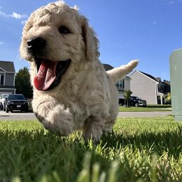 Goldendoodle Puppies from Diverse Nurturing Affectionate Doodle Kennel