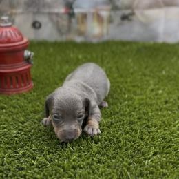 Blue and Tan Smooth Female - Blue and tan female Dachshund puppy in Killeen, Texas from Southern Dachshunds