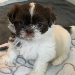 Lila - Liver and white female Shih Tzu puppy in Kettering, Ohio from The Ruff Life Tribe