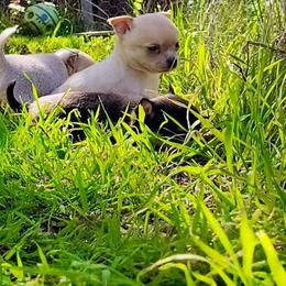 Lil Cotton Candy - Blue fawn male Chihuahua puppy in Weatherford, Texas from Small and Mighty Chihuahuas