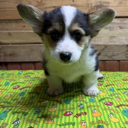Girl 2 - female Pembroke Welsh Corgi puppy in Muskingum County, Ohio from Buckeye Corgi
