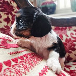 Joey - Tri-color male Cavalier King Charles Spaniel puppy in Watsontown, Pennsylvania from Huntsman Cavaliers