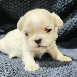 Puppy 3 white female - White female Shih Tzu puppy in Lone Oak, Texas from PDF Kennels