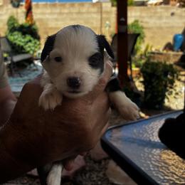 Toy Australian Shepherd Puppies from Albuquerque Aussies