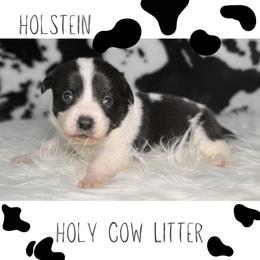 Holstein - Black and white male American Corgi puppy in Greenwood, Indiana from Witch Creek Corgis