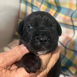 Lime Collar - Black male Cane Corso puppy in Paris, Texas from Knucklehead Cane Corso