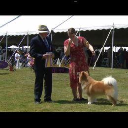 Icelandic Sheepdog All Grown Up from Tri-Star Icelandics