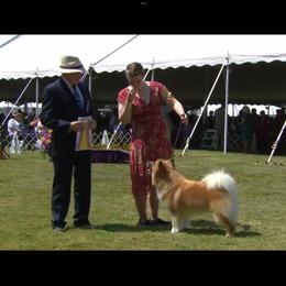 Icelandic Sheepdog All Grown Up from Tri-Star Icelandics
