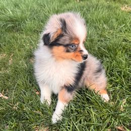 Tamarack - Blue merle male Miniature Australian Shepherd puppy in Tonasket, Washington from V5 Aussies