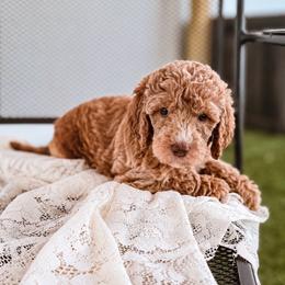 Suede - Apricot female Labradoodle puppy in Elizabeth City, North Carolina from Howdy Doodles