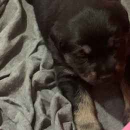 Rottweiler Puppies from Rottitales
