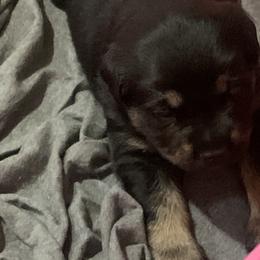 Rottweiler Puppies from Rottitales