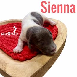 Sienna - Gray (blue) and tan female Dachshund puppy in Kemp, Texas from Koli Acres