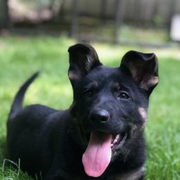 German Shepherds from Virginia German Shepherds