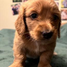 Chunk - Cream male Dachshund puppy in Arp, Texas from Barksalot Dachshunds