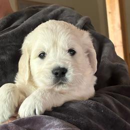 Owen - Light golden male Golden Retriever puppy in Hastings, Michigan from Teresa Stevens