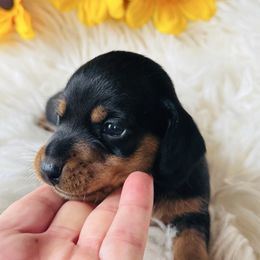 London - Black and tan female Dachshund puppy in Holtwood, Pennsylvania from Holly Hill Dachshunds