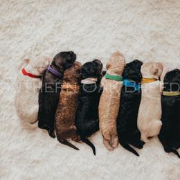 Bernedoodle Puppies from Southern Oak Breeder LLC