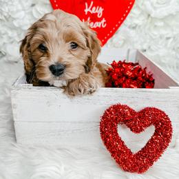 Bernedoodle, Cockapoo, and Goldendoodle Puppies from Danie’s Darling Doodles LLC