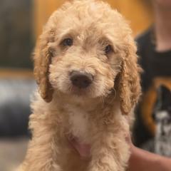 Pumpkin - Gold male Bordoodle puppy in Indianapolis, Indiana from Indiana Bordoodles