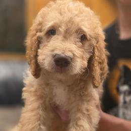 Pumpkin - Gold male Bordoodle puppy in Indianapolis, Indiana from Indiana Bordoodles