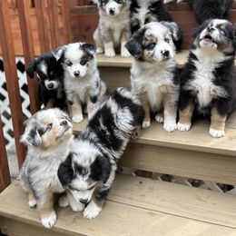 Miniature Australian Shepherd Puppies from Dusty Dogs Miniature Australian Shepherds