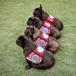 English Toy Spaniel and French Bulldog All Grown Up from Renaissance French Bulldogs and English Toy Spaniels